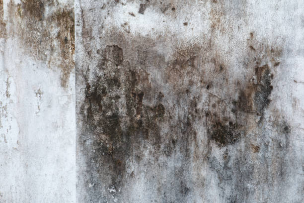 Best Indoor Air Quality Assessment  in Cedar Rapids, IA