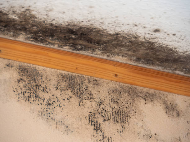 Best Dehumidification Services  in Cedar Rapids, IA