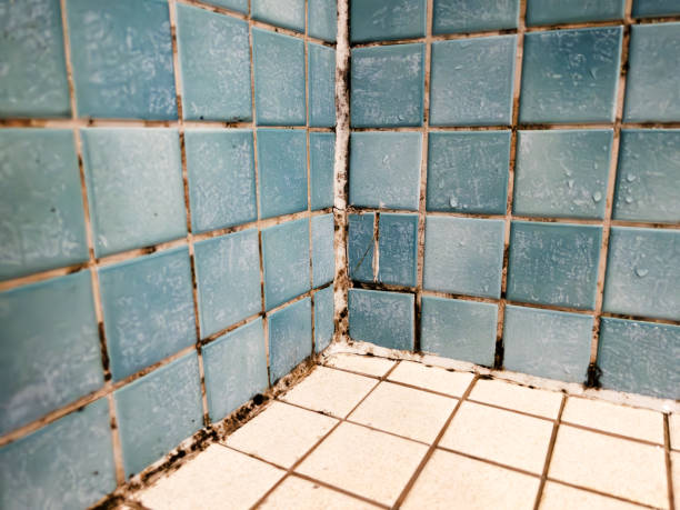 Best Real Estate Mold Inspection  in Cedar Rapids, IA