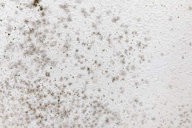 Best Comprehensive Air Testing for Mold Contaminants  in Cedar Rapids, IA