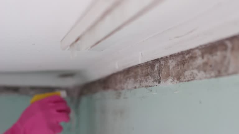 Biohazard Mold Removal in Cedar Rapids, IA